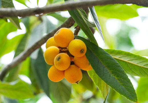 a bunch of loquat medlar growing on the tree