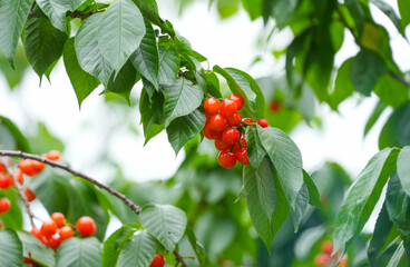 Close up fresh cherries on the tree branch