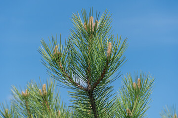 Pine branches shoots and spruce cones on blue sky background. Green coniferous tree of evergreen plants in springtime. Fresh spruce twig and needles. Photo wallpapers in green colors.