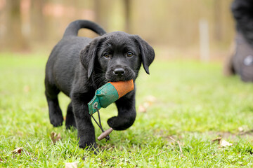 8 week old black Labrador puppy dog is playing with a dummy on a green meadow