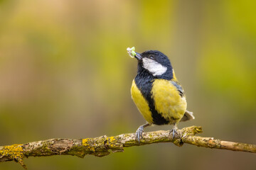 Green-backed tit on a branch