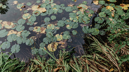 Aquatic plants in northern Spain