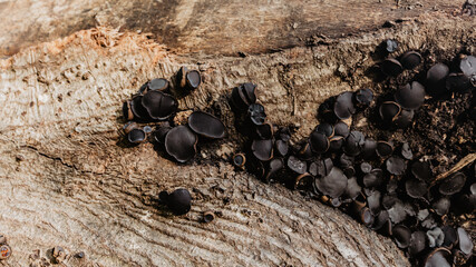 Black round mushrooms in northern Spain