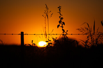 sunset in the field