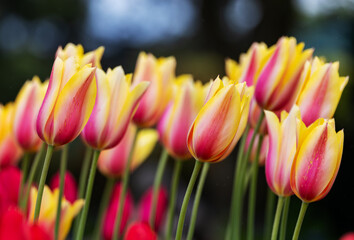 Tulip "Blushing Beauty" flowers with pink and yellow petals, blooming in Spring. Blurred floral background with bokeh. Dublin, Ireland