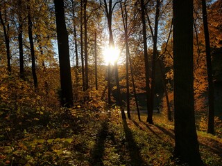 autumn in the forest