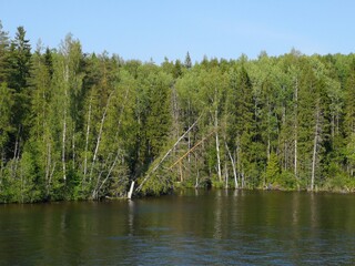 lake and forest