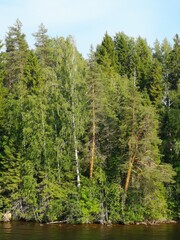 pine forest in the morning