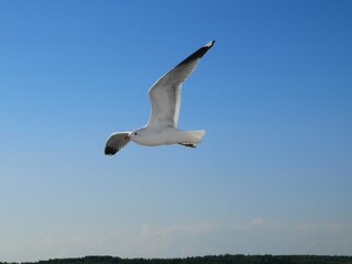 seagull in the sky