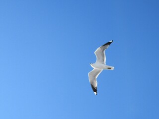 seagull in the sky