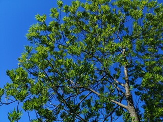 leaves on blue sky background