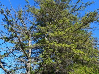 branches against sky