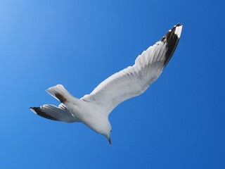 seagull in flight