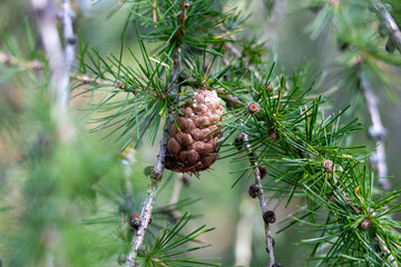 A pine cone is hanging from a tree branch