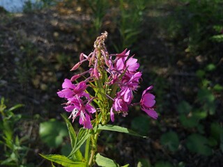flowers in the forest