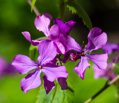 Flower for landscaping Lunaria, Lunaria rediviva. 
Flowering Lunaria. This is a perennial herb.