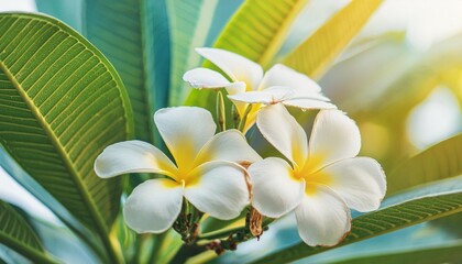 romantic love flowers tropical plumeria floral garden closeup white yellow frangipani blossoms on...