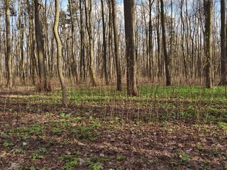 spring in the woods