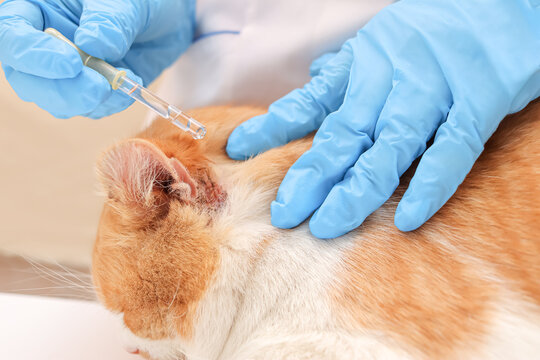 hands of a veterinarian with a pipette with medicine for the ears of cats on the background of a red cat. A female veterinarian puts drops into the ears of a cat. medical care for animals