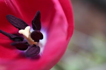 tulip close up looks like a heart! 