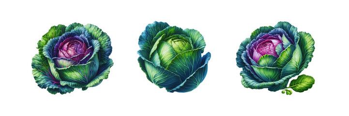 Set of Cabbage watercolor illustration, isolated over on transparent white background