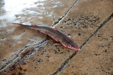 Fototapeta premium View of the little shark on the ground of the market