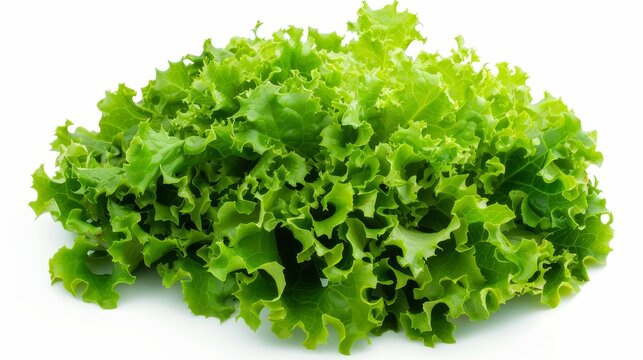 A bunch of green lettuce leaves on a white background