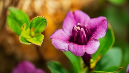 close up of purple flower