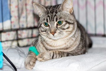 Sad gray cat with catheter on paw