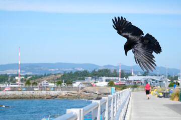 Crow bird on its wings on a sunny day Canada Vancouver