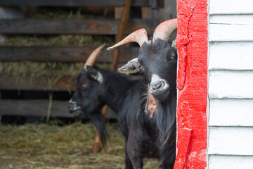 Two domestic black farm goats standing in a white and red colored barn. The billy goats have long...