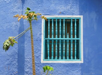 traditional colorful colonial building with wooden window with papaya tree, Cartagena, Colombia