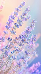 Obraz premium Serene Lavender Field at Sunset: Vibrant Purples and Silvers in Tranquil Escape