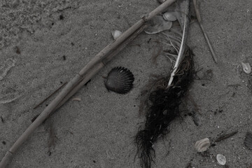 This beautiful scallop shell lay on the beach in this picture. The brown seashell almost looks like...