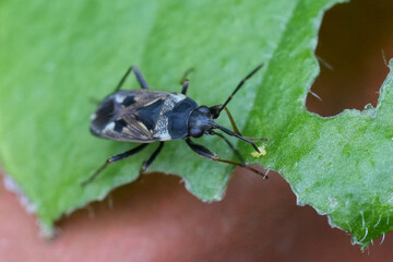 Closeup on a European Groundbug, Rhyparochromus vulgaris in a meadow