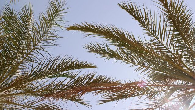 Palm trees bottom view on blue sky background. Tropical coconut palm leaf trees at sunlight. Beach on the tropical island. Slow motion. Looking Up. Advertising, background picture. High quality 4k
