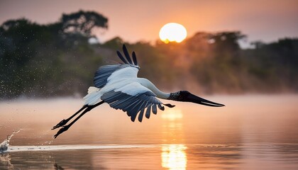 jabiru stork or tuiuiu fly over water