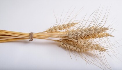 wheat ears corn isolated on a white background