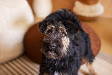 Close up of a Schnauzer, a small terrier breed, looking directly at the camera