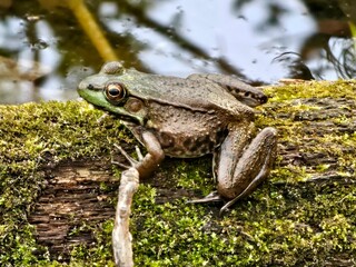 frog on a log