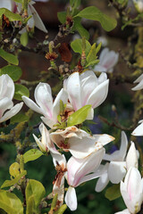Macro image of Magnolia pistils after the petals have fallen, Lincolnshire England
