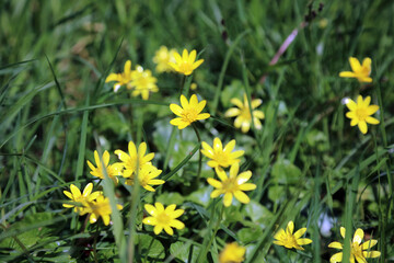 Macro image of Lesser Celandine flowers, Lincolnshire England
