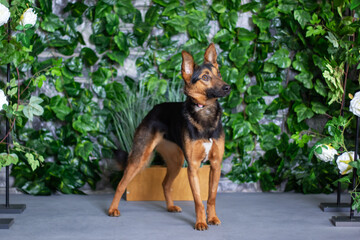Old German Shepherd dog, a herding breed, standing in front of a wall of leaves