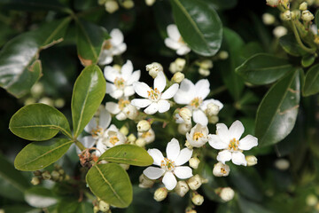 Macro image of Mexican Orange blooms, Lincolnshire England
