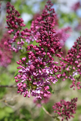 Fototapeta premium Macro image of purple Lilac blooms, Lincolnshire England 
