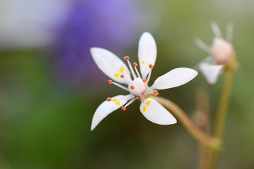 Pirineo Spring White Flowers - Micranthes Stellaris