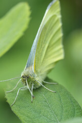 Closeup on a fresh emerged European Small White butterfly, Pieris rapae sitting on a green leaf in...