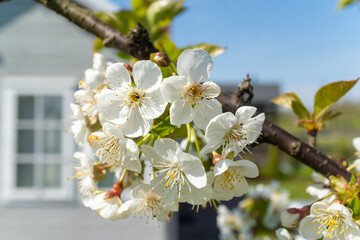 Close up of white flowers on tree branch with house in background