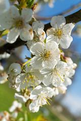 Closeup of white petals on a tree branch in spring