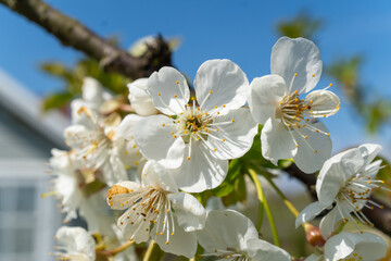 Close up of white flowers on a tree branch against the sky